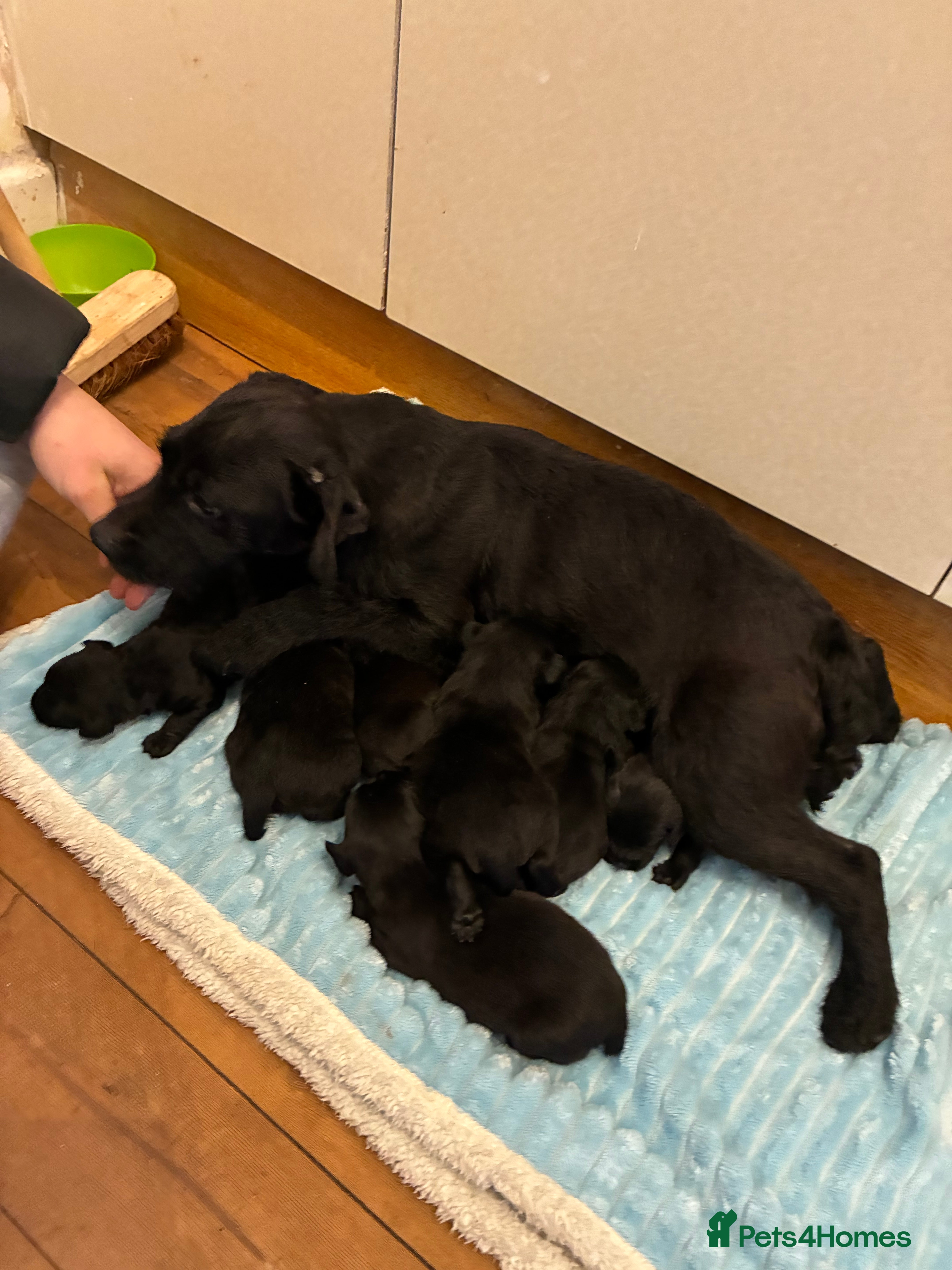 Patterdale Terrier dogs Patterdale pups  - Advert 3