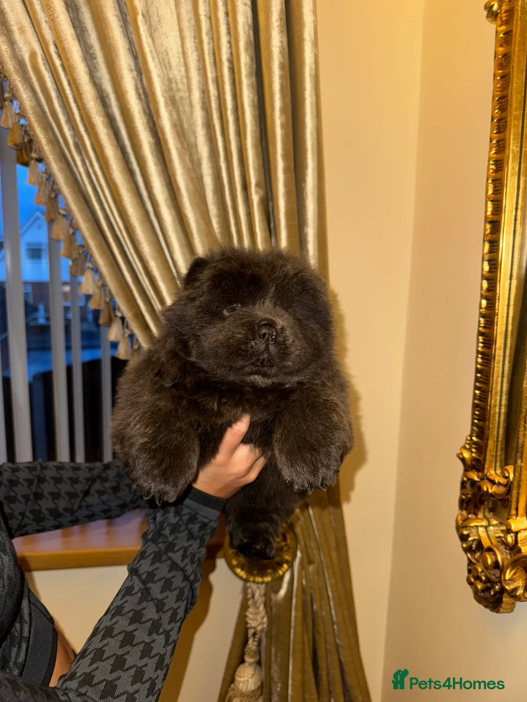 Chow Chow dogs for sale: 3 beautys left ⭐️  - Advert 7