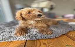 Mixed Breed dogs for sale: 🌟🌟Stunning Australian Cavapoo Puppies 🩷💙 m - Advert 6