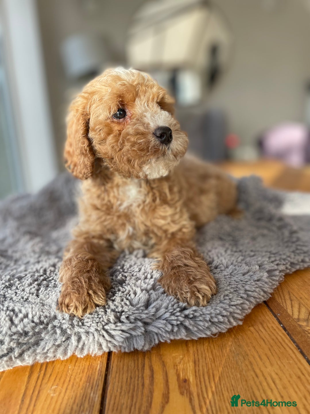 Mixed Breed dogs for sale: 🌟🌟Stunning Australian Cavapoo Puppies 🩷💙 m - Advert 6