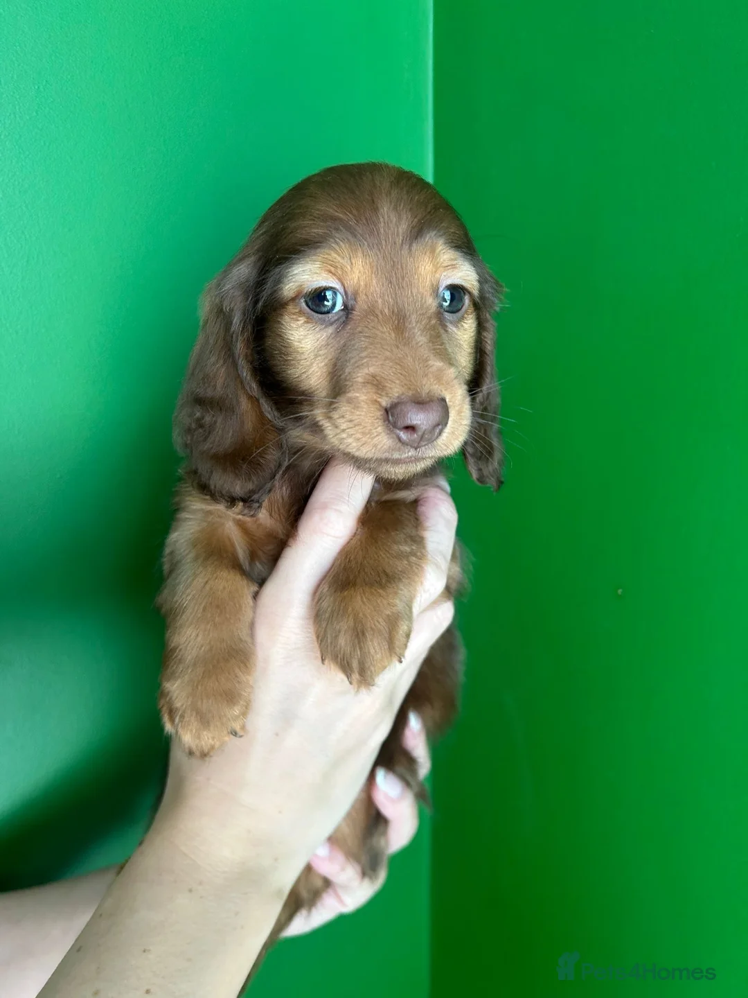 Miniature Dachshund dogs for sale: Stunning long hair miniature dachshunds  - Advert 10