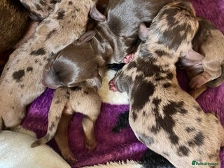 Miniature Dachshund dogs Beautiful Miniature dachshunds🐶🤎 - Advert 12