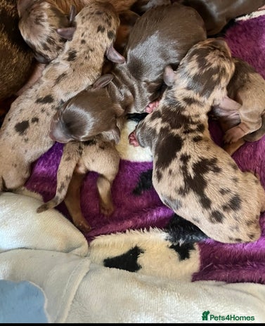 Miniature Dachshund dogs Beautiful Miniature dachshunds🐶🤎 - Advert 2