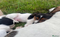 Mixed Breed dogs for sale: Beautiful beagle cross puppies - Image 7
