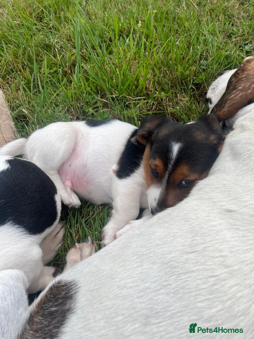Mixed Breed dogs for sale: Beautiful beagle cross puppies - Image 7