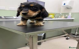 Mixed Breed dogs for sale: Daxie poo puppies - Image 6