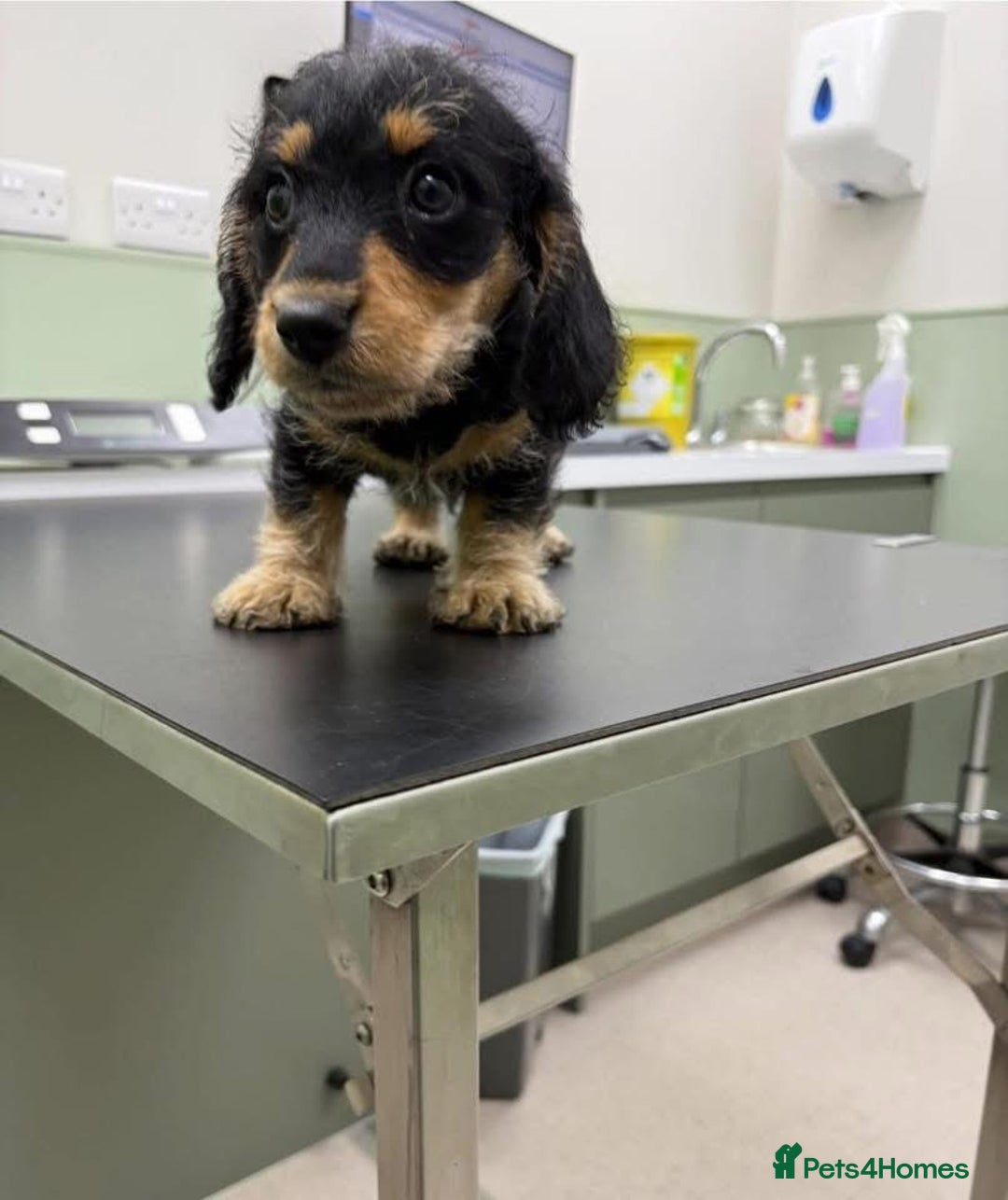 Mixed Breed dogs for sale: Daxie poo puppies - Image 6