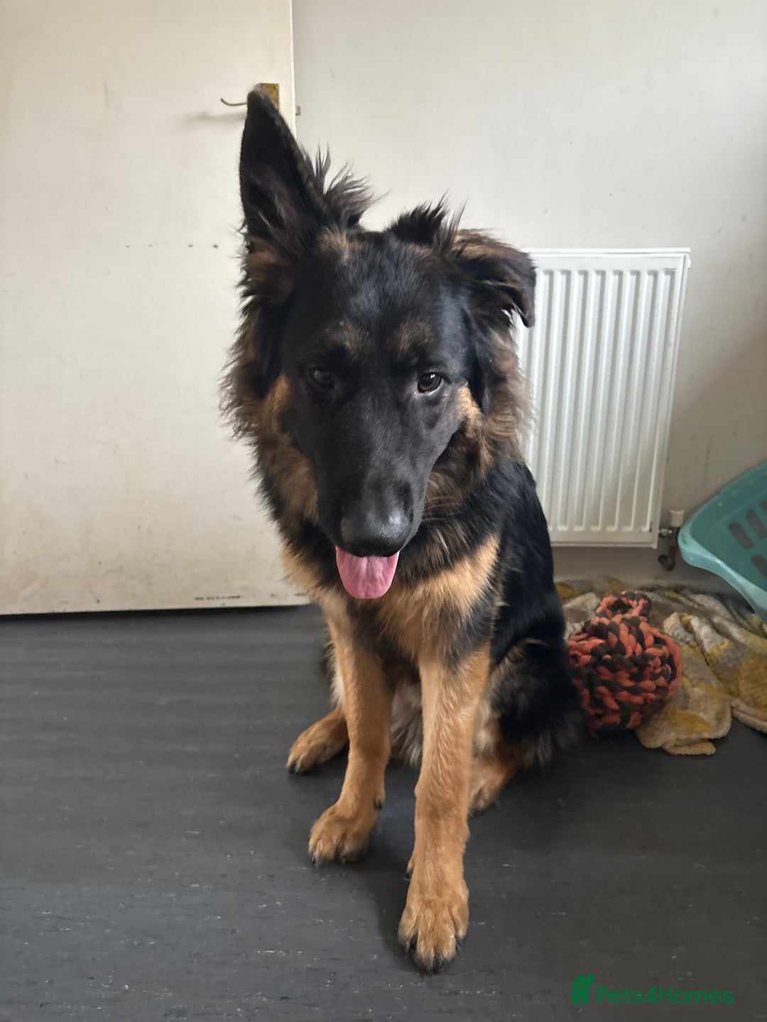 German Shepherd dogs for sale: Rehome 7 month old puppy  - Image 2