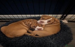 Olde English Bulldogge dogs for sale: 2 females left! - OEB Puppies NEBBR ✅ 3rd Gen - Image 22