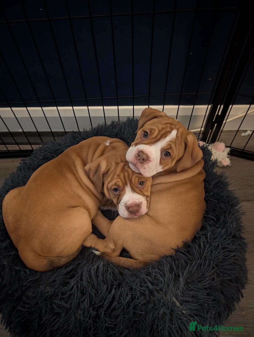 Olde English Bulldogge dogs for sale: 2 females left! - OEB Puppies NEBBR ✅ 3rd Gen - Image 22