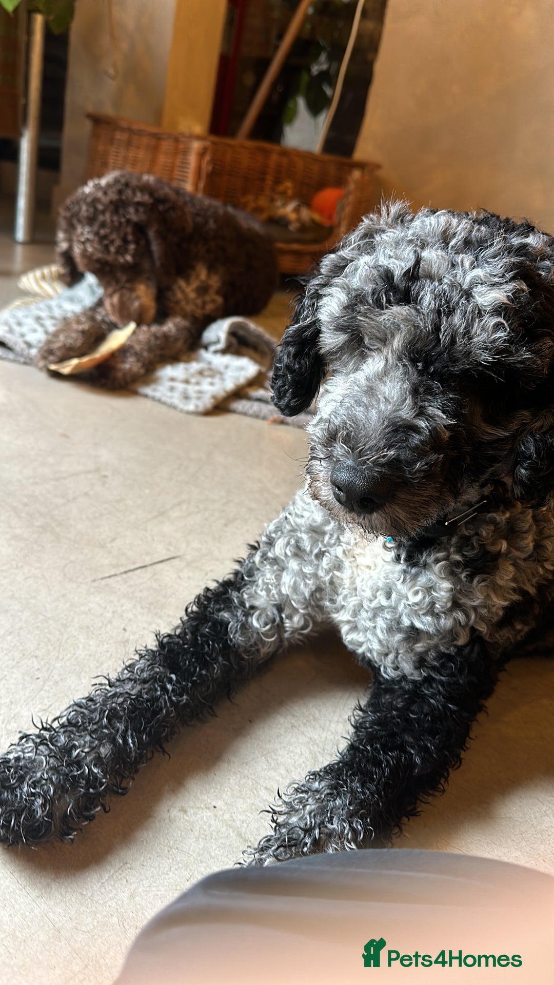 Miniature Poodle dogs for stud: Miniature Merle Poodle STUD  - Image 7