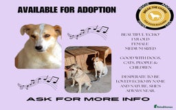 Mixed Breed dogs for adoption: Echo, 1 yr old approx. Available for adoption. - Image 17