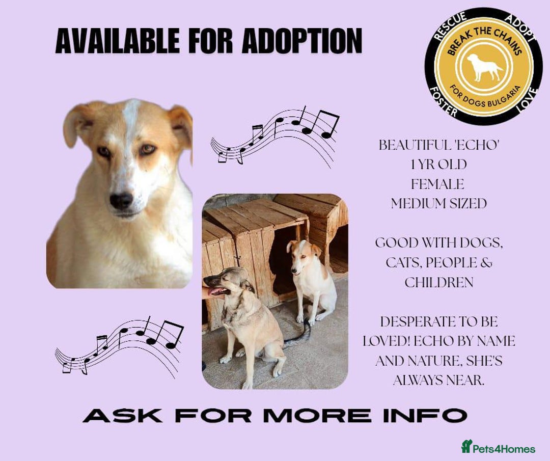 Mixed Breed dogs for adoption: Echo, 1 yr old approx. Available for adoption. - Image 17