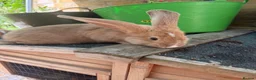 Continental Giant rabbits for sale: gorgeous continental giantxFrench lop READY TO GO - Advert 8