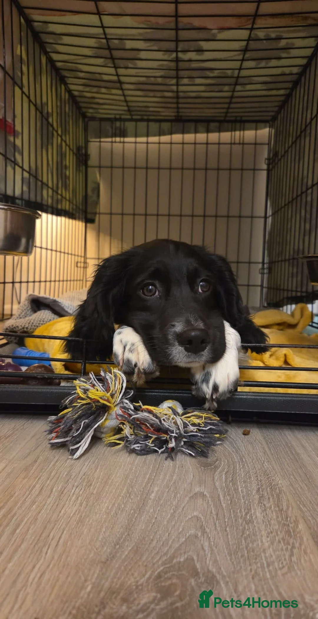 Sprocker dogs for sale: Sprocker  in Bridgwater - Advert 1