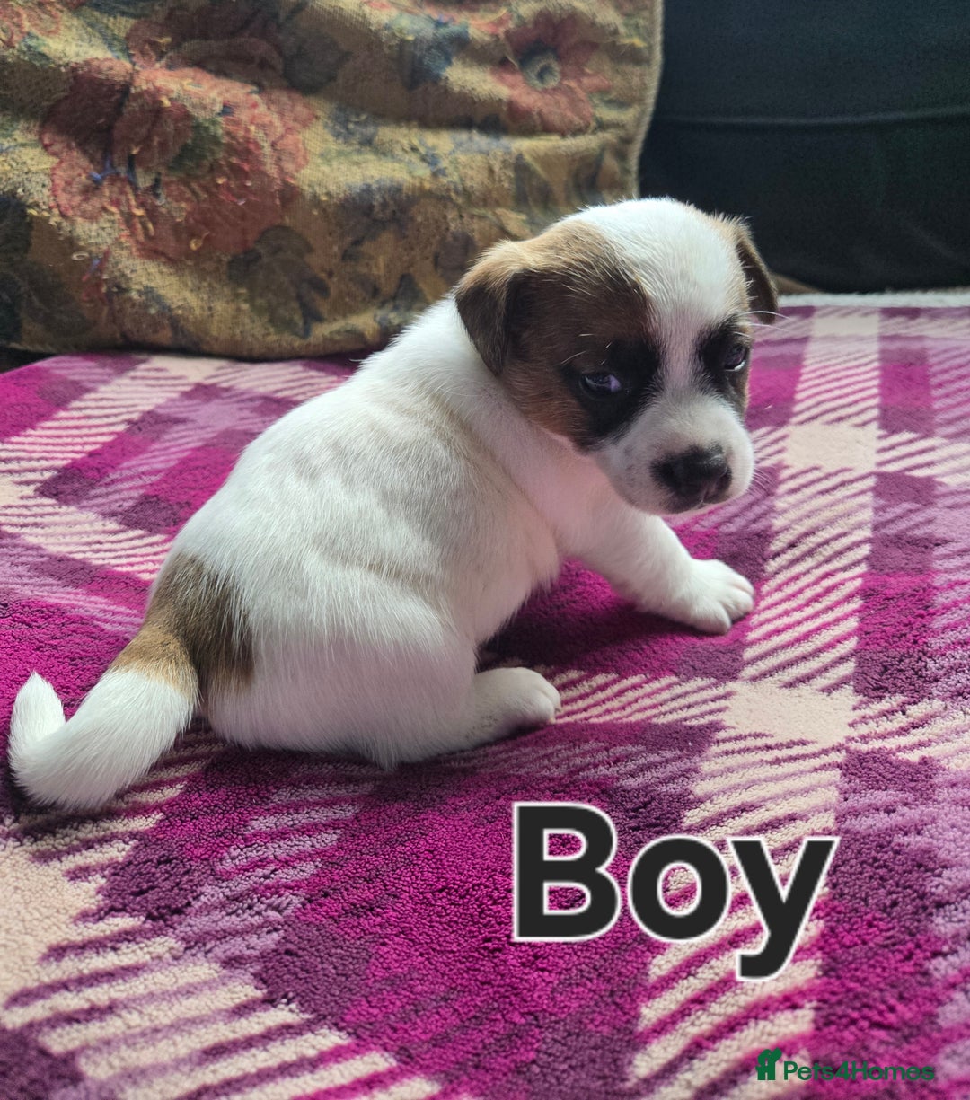 Jack Russell dogs for sale: Stunning Jack Russell Pups - Image 6