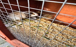Guinea Pig rodents for sale: 3 male Guinea pigs - Image 1