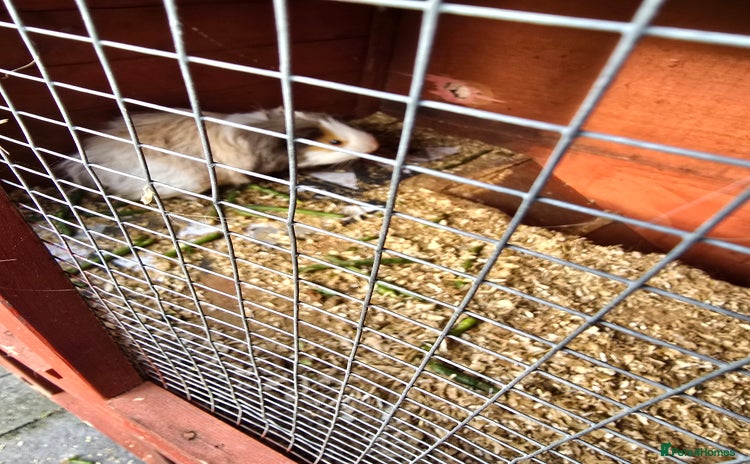 Guinea Pig rodents - Advert 13