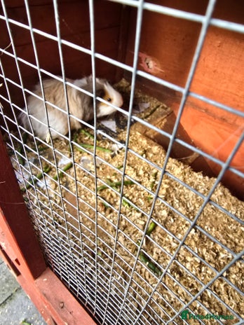 Guinea Pig rodents - Advert 2