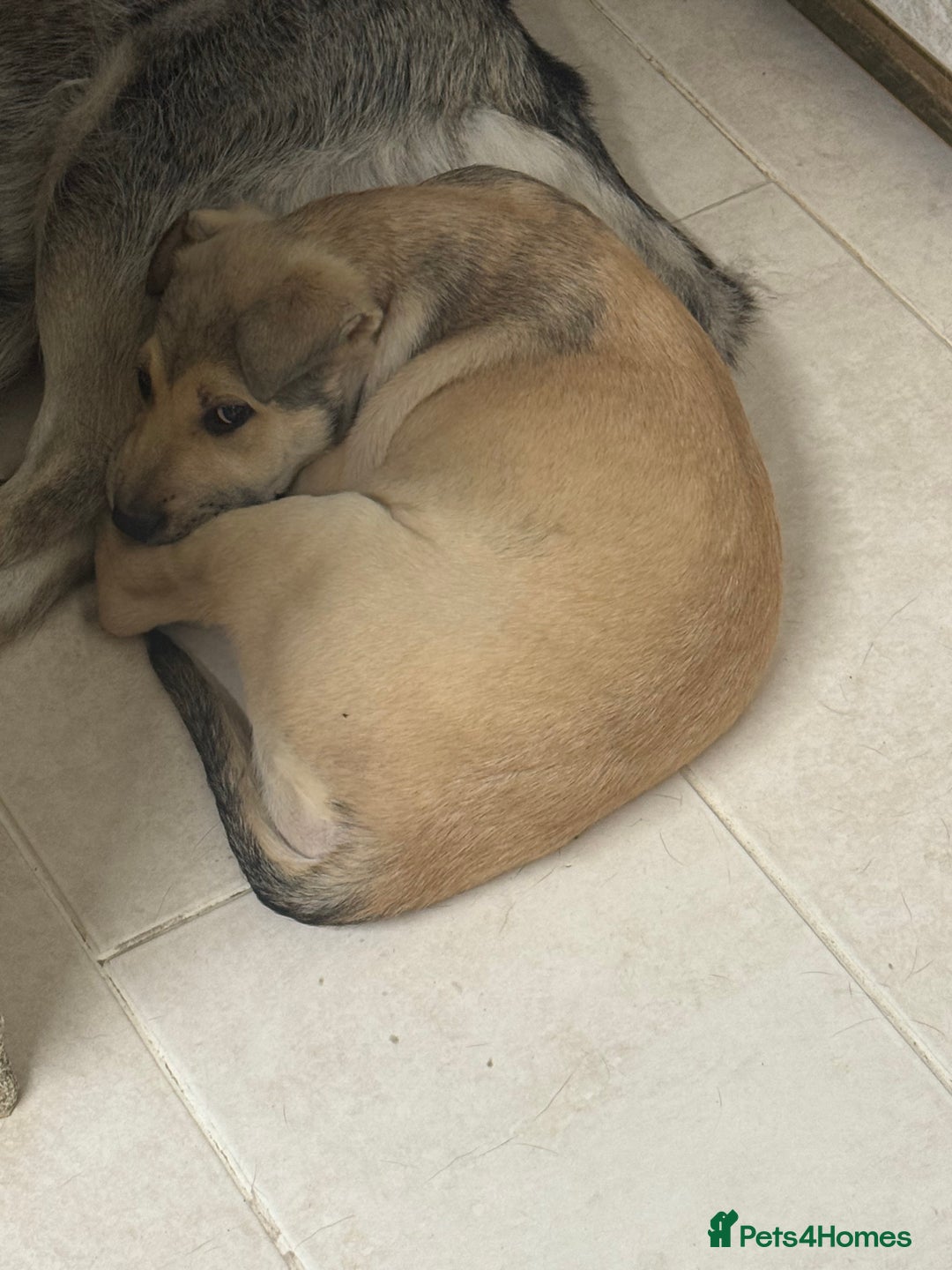 Mixed Breed dogs for sale: alaskan malamute cross puppies  in Bedford - Image 9
