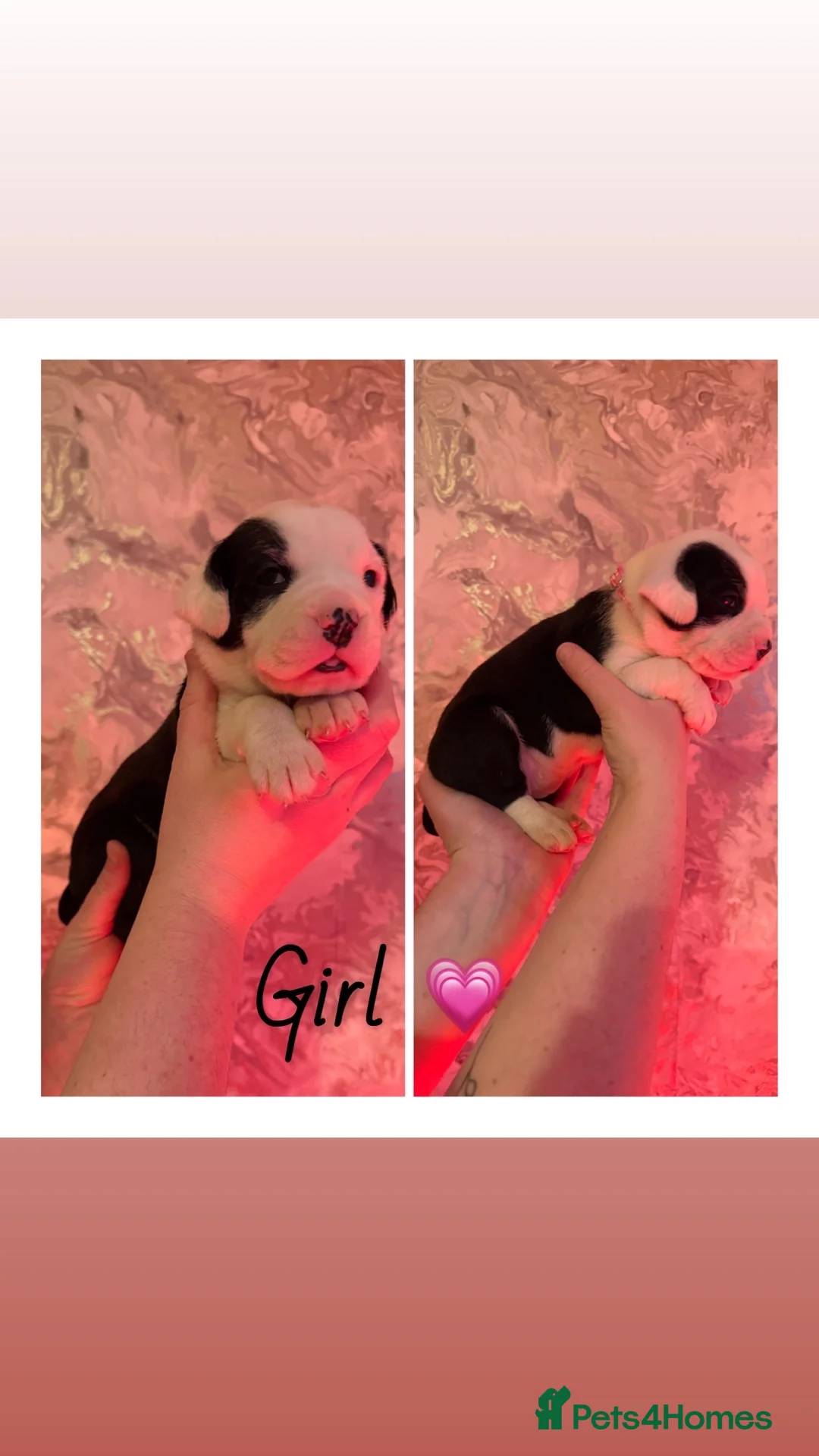 Alapaha Blue Blood Bulldog dogs for sale: Alapaha blue blood bulldog Puppies - Advert 11