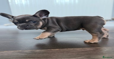 French Bulldog dogs - Advert 15