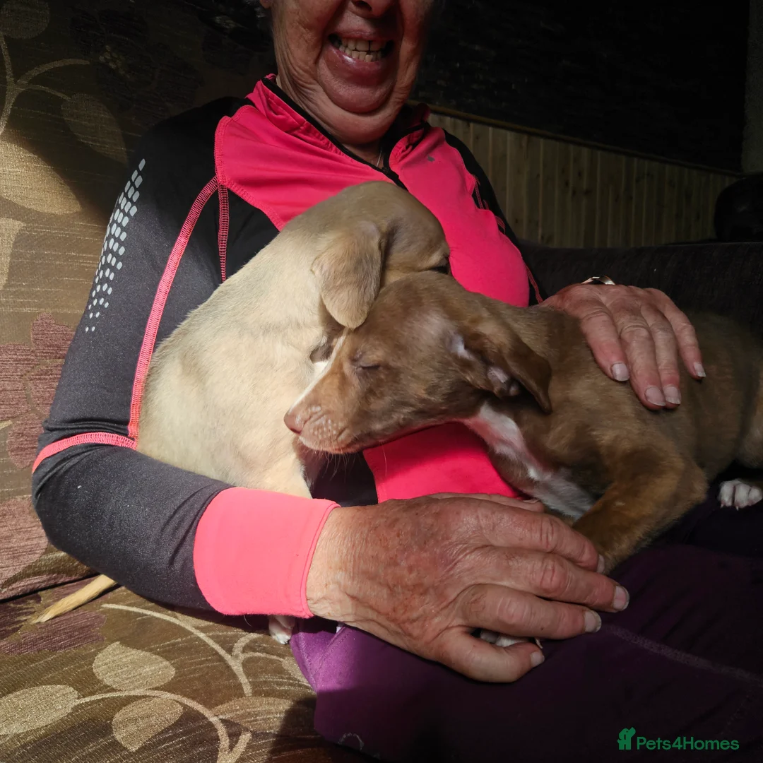 Mixed Breed dogs for sale: Bedlington whippet greyhound  - Advert 2