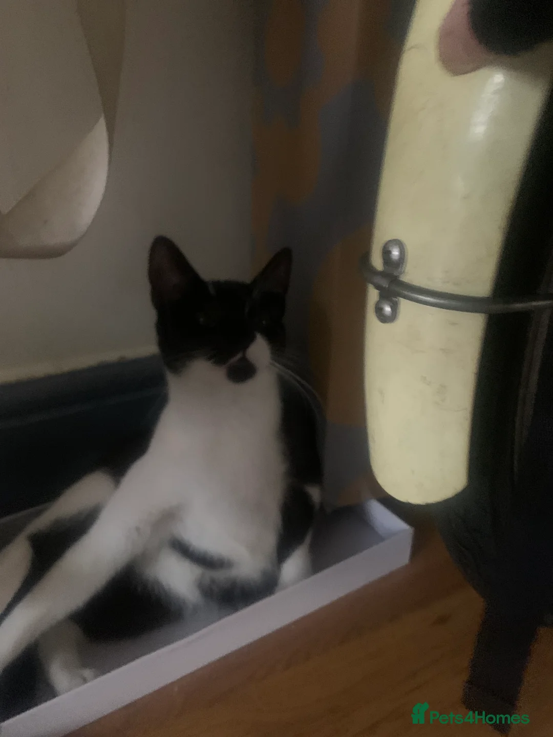 Mixed Breed cats for sale: Youngsters looking for home - Advert 18