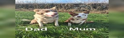 Border Collie dogs for sale: Red + Red Merle Border Collie Puppies DNA CLEAR - Advert 6
