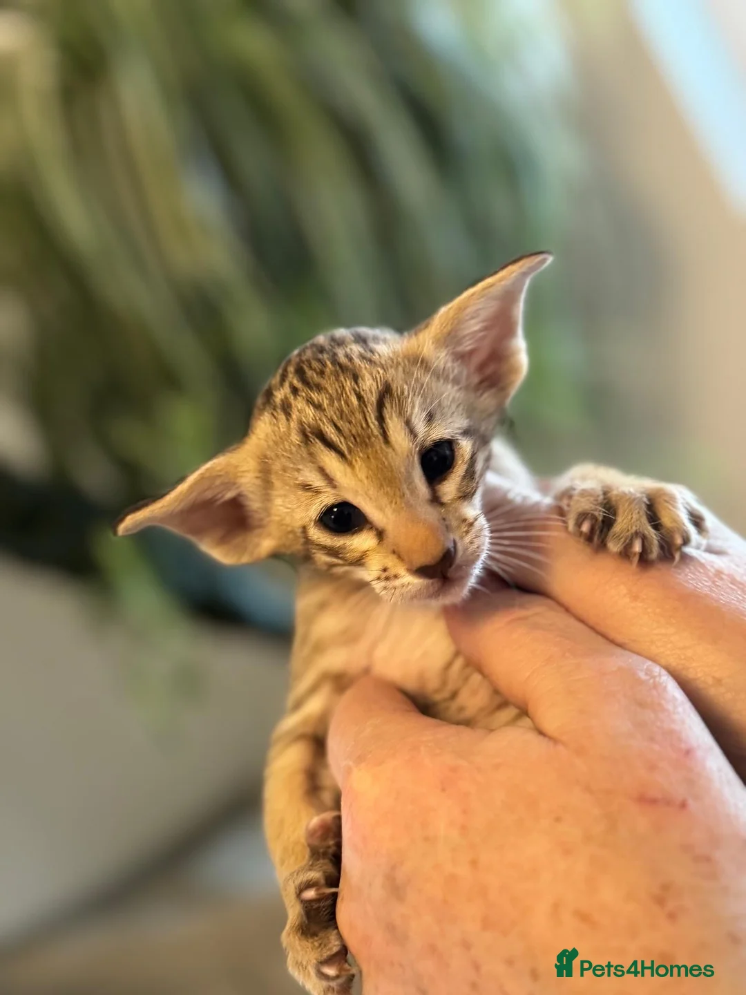 Siamese cats for sale: Stunning Oriental and Siamese kittens - Advert 12