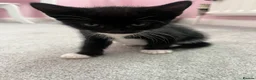 Mixed Breed cats for sale: 5 beautiful kittens forsale - Advert 15