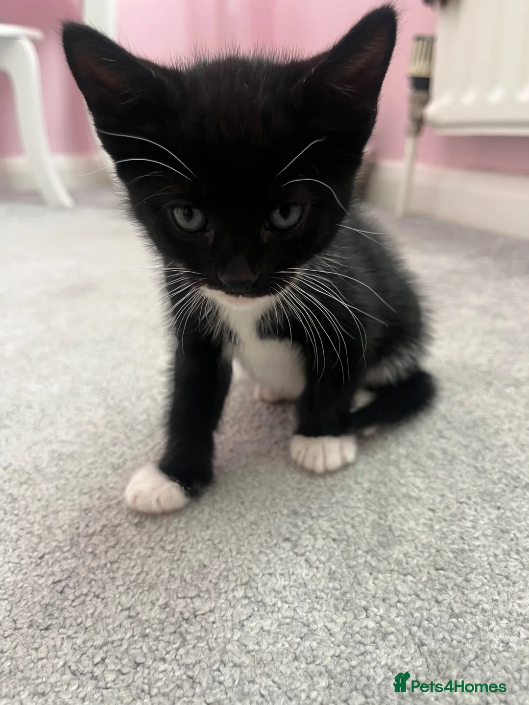 Mixed Breed cats for sale: 5 beautiful kittens forsale - Advert 15