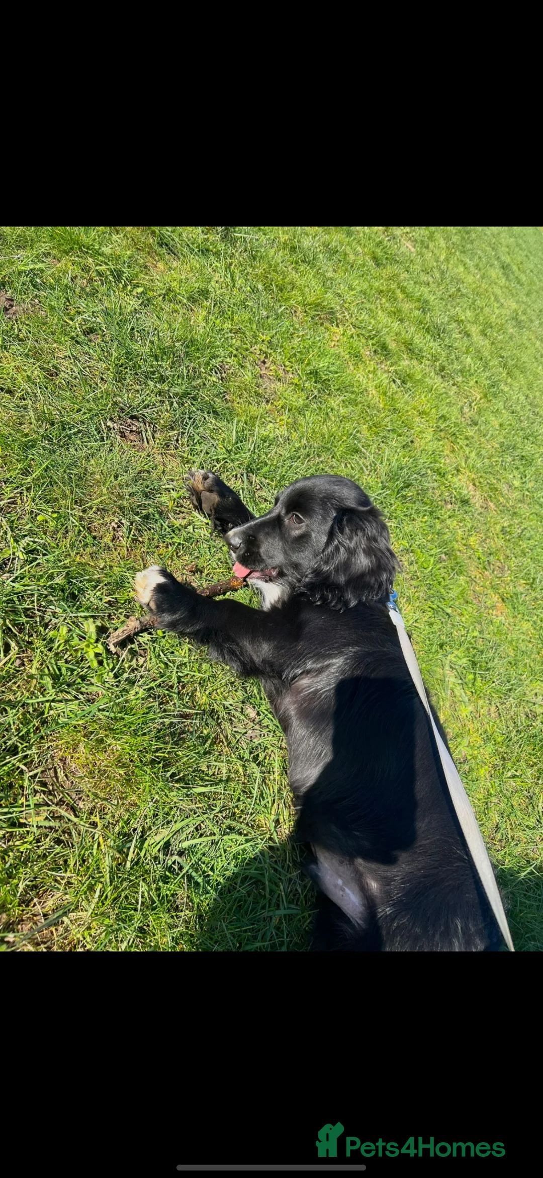 Mixed Breed dogs for sale: HUGO cocker/corgi in Mansfield - Advert 4