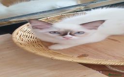 Ragdoll cats for sale: GCCF Chocolate Point with White Bi-color Kittens - Image 34