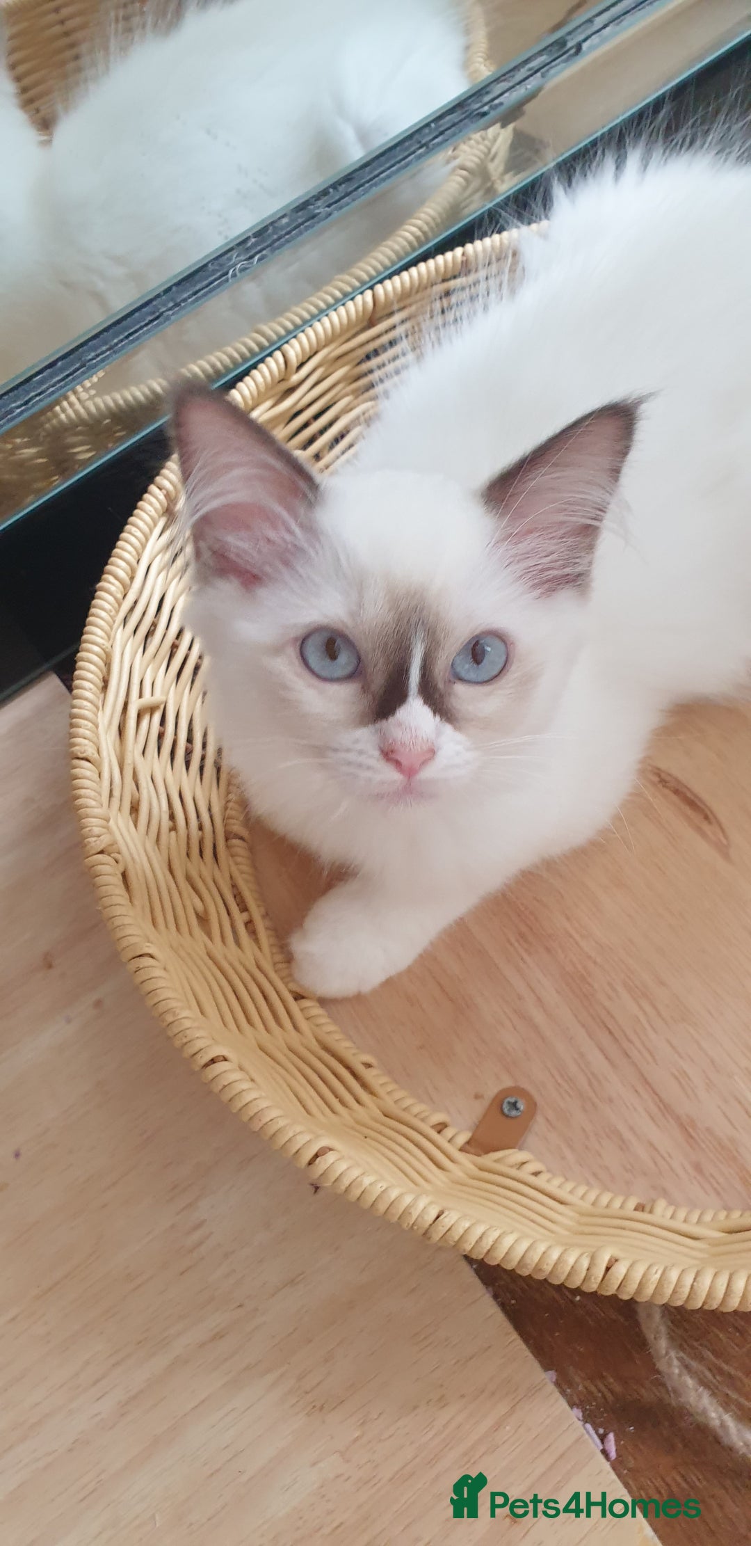Ragdoll cats for sale: GCCF Chocolate Point with White Bi-color Kittens - Image 34