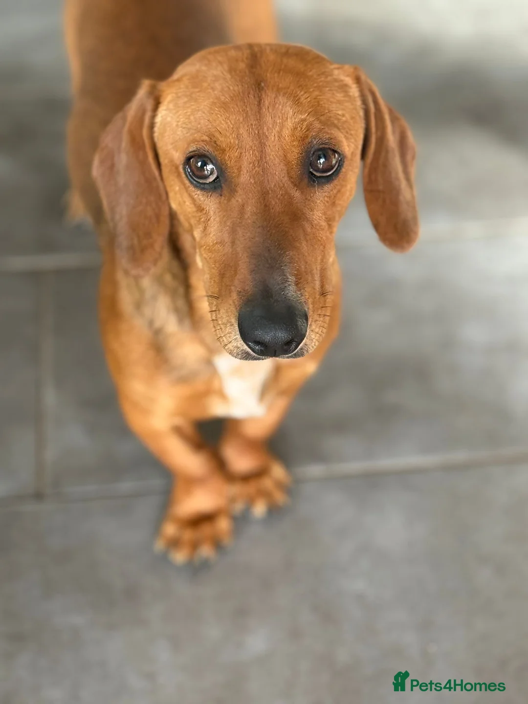 Mixed Breed dogs for adoption: Beautiful Bonzo ready for his new home - Advert 2