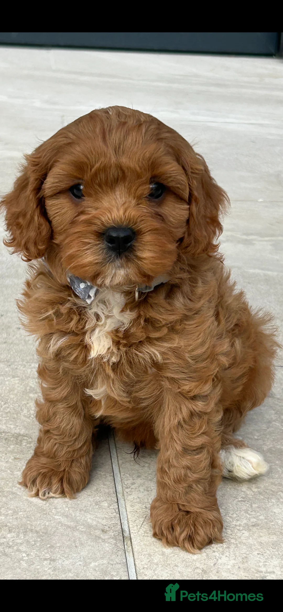 Cavapoo dogs for sale: Ready now Ruby Cavapoo pups 1 boy 4 girls  - Advert 22