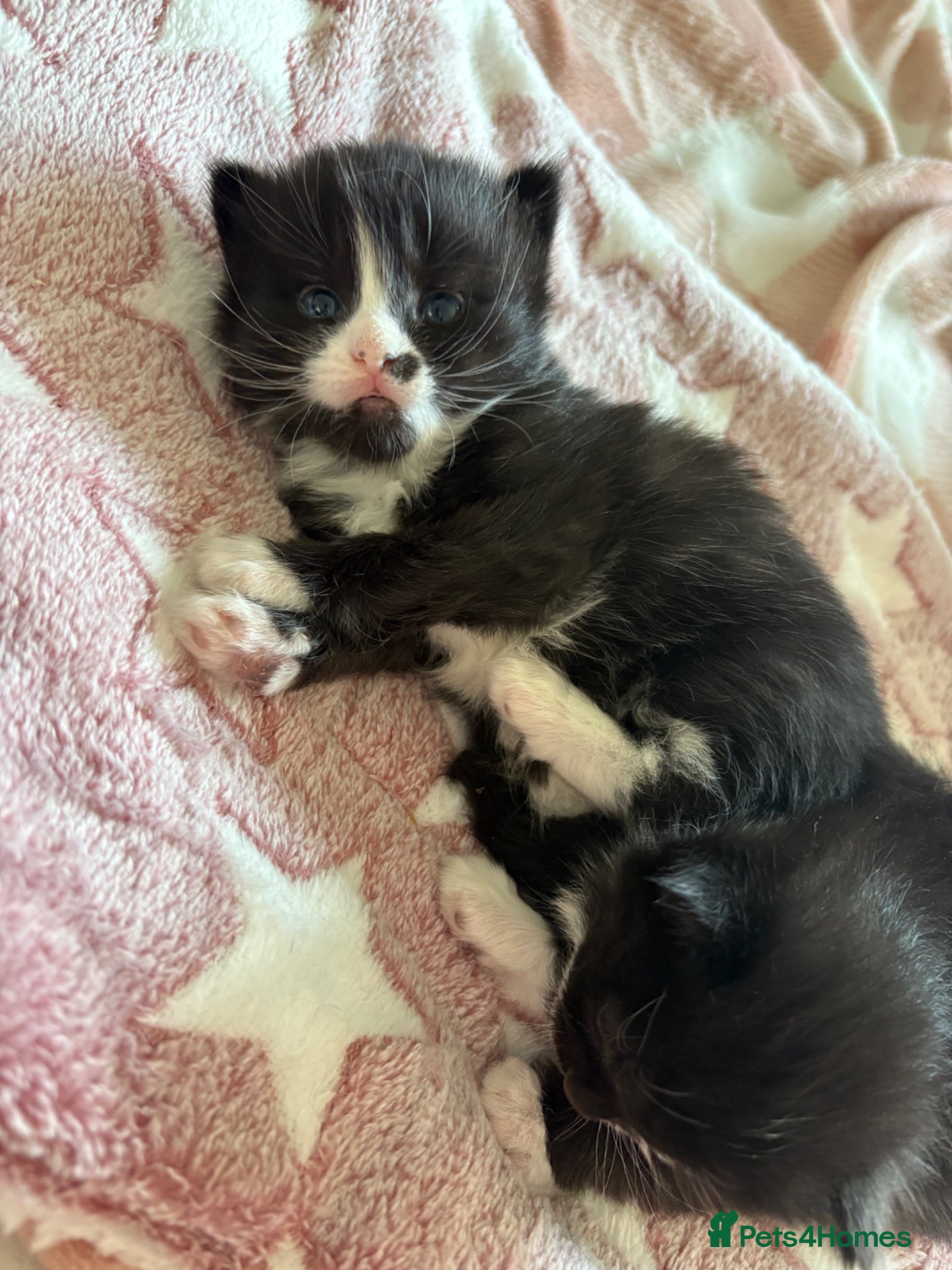 Mixed Breed cats Mixed breed kittens  - Advert 6