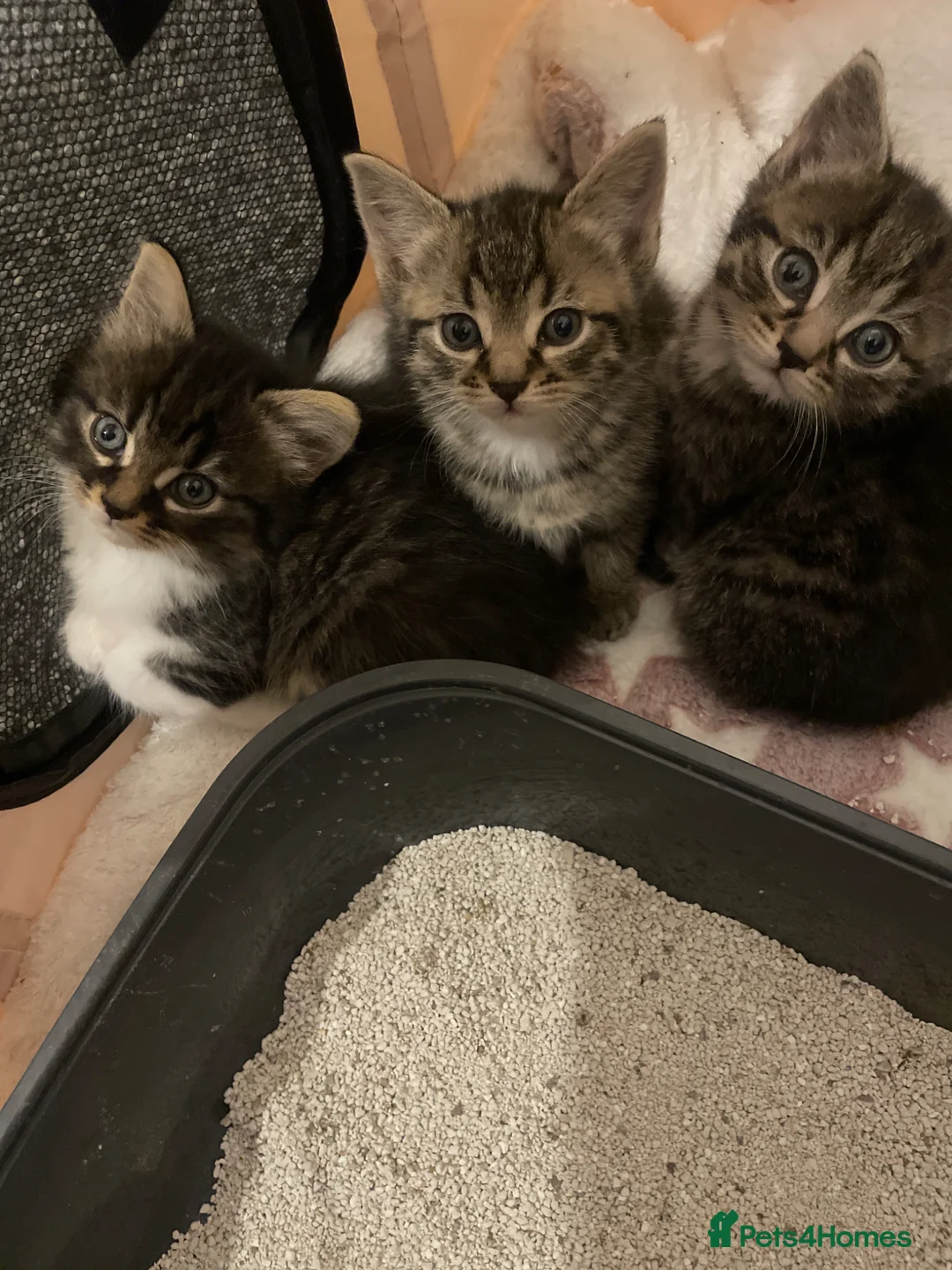 Mixed Breed cats for sale: Gawjus kitties  - Advert 2