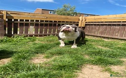Olde English Bulldogge dogs for sale: 6 year boy needs new home - Image 5