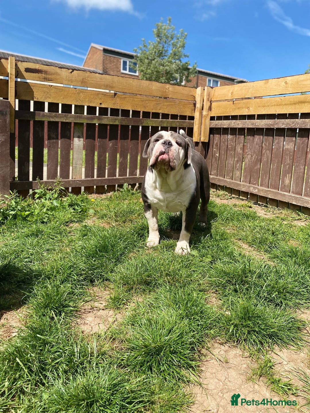 Olde English Bulldogge dogs for sale: 6 year boy needs new home - Image 5