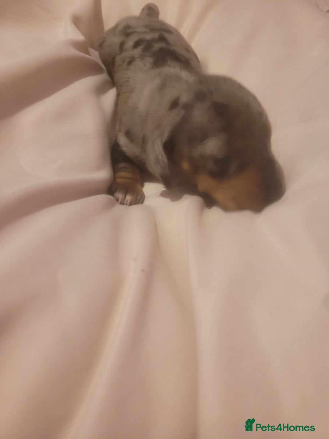 Miniature Dachshund dogs for sale: Miniature dachshund  - Advert 14