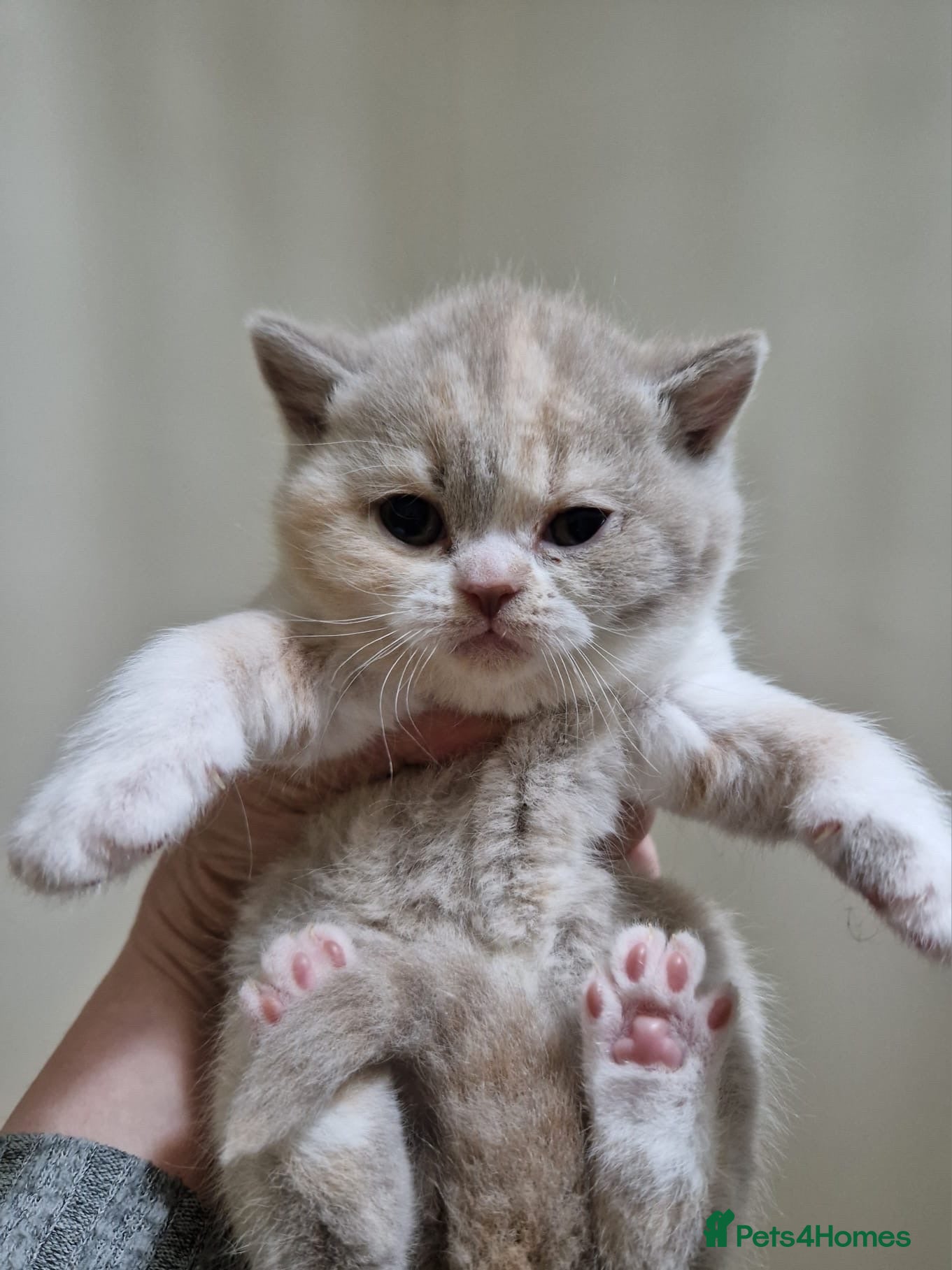 Brazilian Shorthair cats Gorgeous GCCF championship line BSH kittens - Advert 2