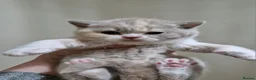 Brazilian Shorthair cats for sale: Gorgeous GCCF championship line BSH kittens - Advert 2