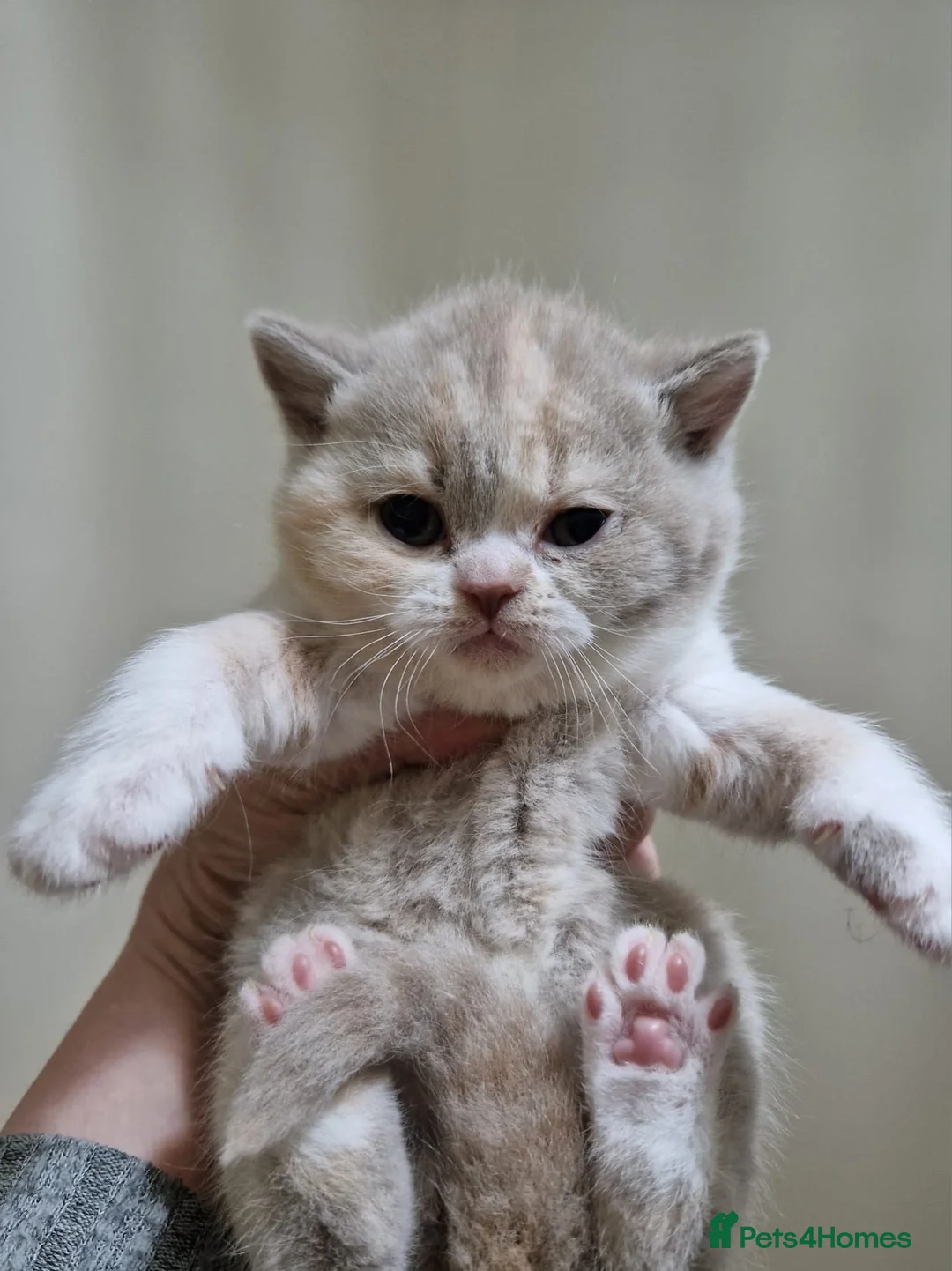 Brazilian Shorthair cats for sale: Gorgeous GCCF championship line BSH kittens - Advert 2