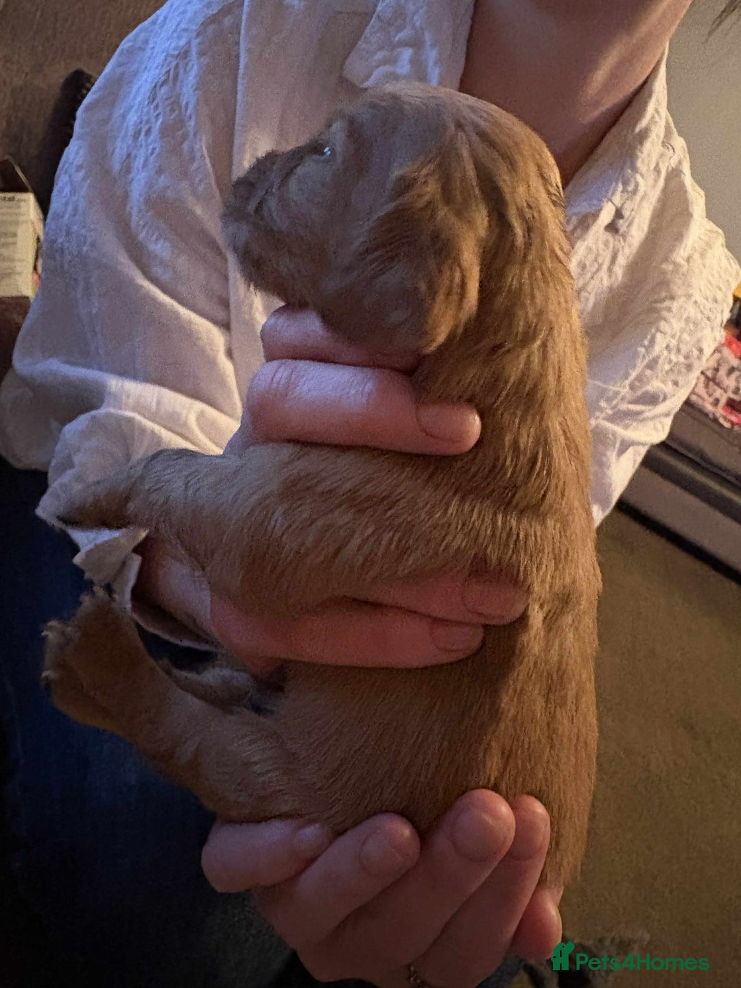 Cockapoo dogs for sale: Stunning litter of cockapoos  - Advert 32