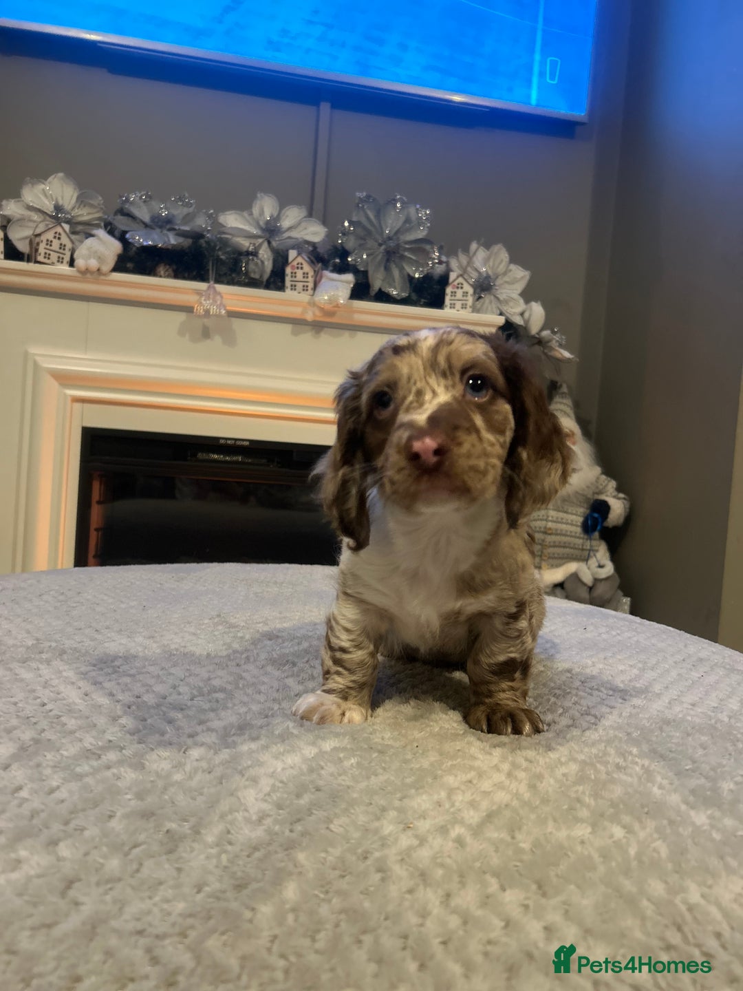 Dachshund dogs for sale: Long haired dachshunds for sale  - Advert 3