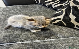 Mixed Breed cats for sale: 1x Boy and 1x Girl Kitten For Sale - Image 4