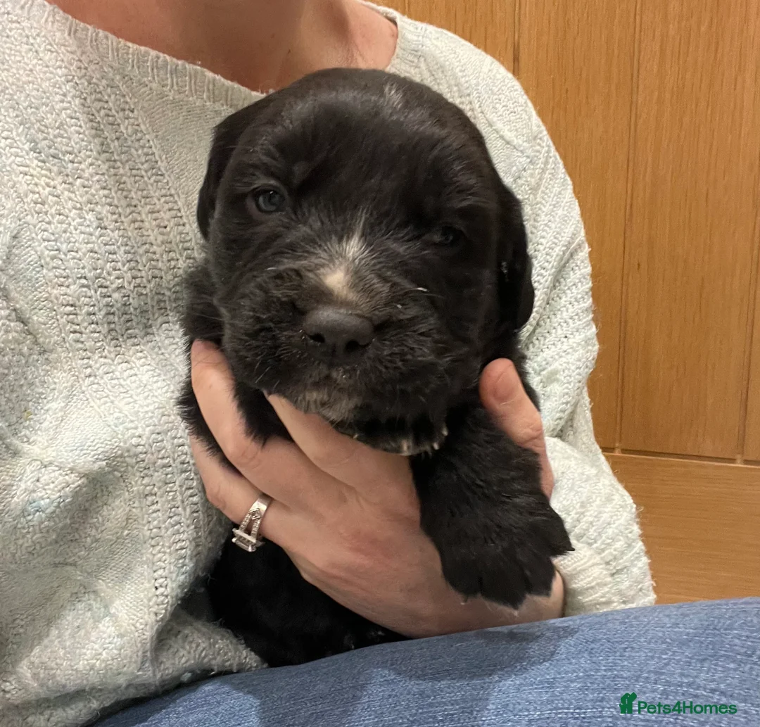 Golden Retriever dogs for sale: Beautiful Bernese Mountain Dog x Golden Retrievers - Advert 23