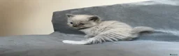 Ragdoll cats for sale: Beautiful mink ragdoll kittens all male  - Advert 16
